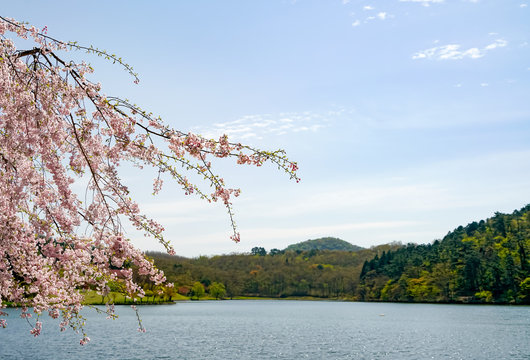 志高湖のサクラ