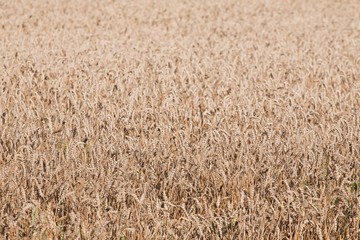 wheat field, fully ripe corn ears on a sunny summer day, harvest time, texture surface photo