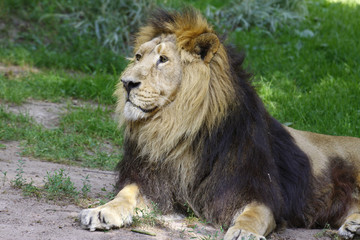 Löwe (Panthera leo) Portrait