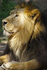 Löwe (Panthera leo) Portrait