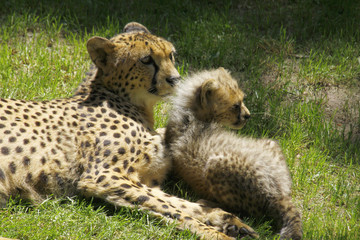 Gepard  (Acinonyx jubatus) mit Jungtier