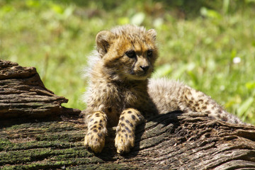 Gepard (Acinonyx jubatus) Jungtier