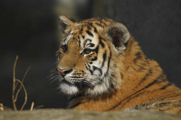 Königstiger (Panthera tigris) Portrait 