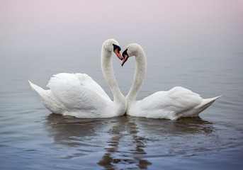 Pair of swans swimming in a pond and kissing heart shape