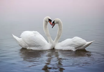 Photo sur Aluminium Cygne Paire de cygnes nageant dans un étang et s& 39 embrassant en forme de coeur