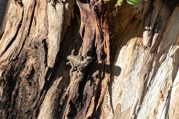 Lizard, Stellagama stellio, on the tree in Yarkon park, Tel Aviv, Israel