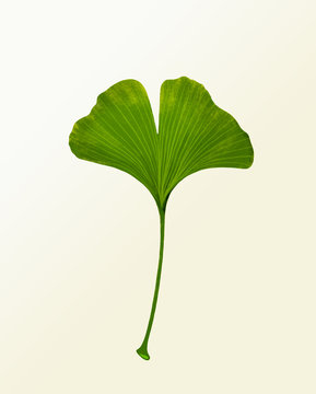 Gingko biloba handgemalte illustrations.