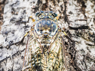 insects