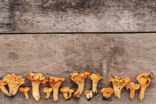 Chanterelles mushrooms on wooden background. Place for text.