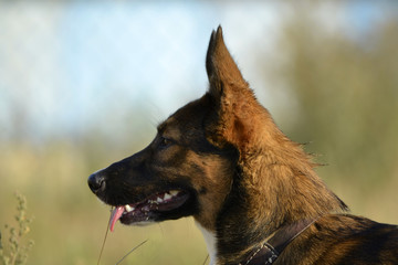 Sunstroke, health of pets in the summer.  How to protect your dog from overheating.Training of dogs.  Young energetic dog on a walk. Whiskers, portrait, closeup. Enjoying, playing, bokeh