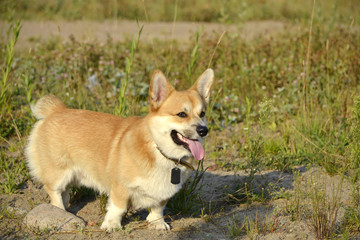 Naklejka na ściany i meble Sunstroke, health of pets in the summer. Corgi pembroke. How to protect your dog from overheating.Training of dogs. Young energetic dog on a walk. Whiskers, portrait, closeup. Enjoying, playing, run