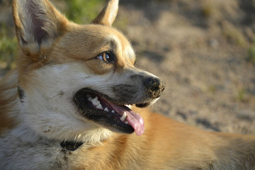 Sunstroke, health of pets in the summer.  Corgi pembroke. How to protect your dog from overheating.Training of dogs.  Young energetic dog on a walk. Whiskers, portrait, closeup. Enjoying, playing, run