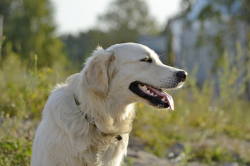 Sunstroke, health of pets in the summer.  Labrador retriever. How to protect your dog from overheating.Training of dogs.  Young energetic dog on a walk. Whiskers, portrait, closeup. Enjoying, playing 