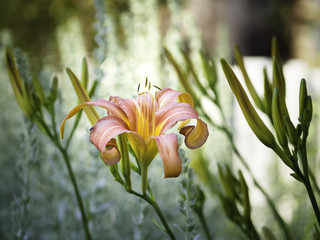 Obraz premium Lily (Hemerocallis fulva), beautiful orange flower blooming in the garden