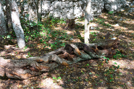 Mystical forest on top of a mountain Boyka in the Crimea