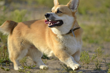 Sunstroke, health of pets in the summer.  Corgi pembroke. How to protect your dog from overheating.Training of dogs.  Young energetic dog on a walk. Whiskers, portrait, closeup. Enjoying, playing, run
