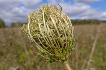 Close-up of Daucus carota Wild Carrot