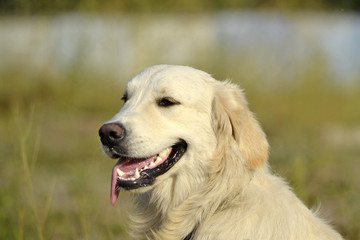 Sunstroke, health of pets in the summer.  Labrador retriever. How to protect your dog from overheating.Training of dogs.  Young energetic dog on a walk. Whiskers, portrait, closeup. Enjoying, playing 