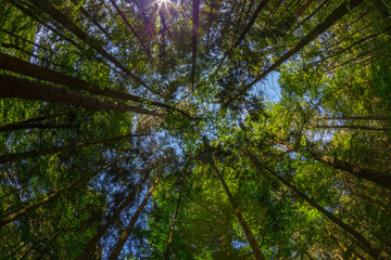 Obraz premium wide angle view of a beautiful forest with sunbeams