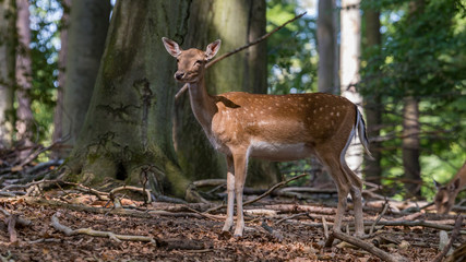 female fallow deer