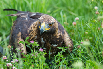 golden eagle sitting on its prey