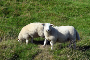 A herd of sheep graze on the green slope of the hill. Sheep breeding in Norway.