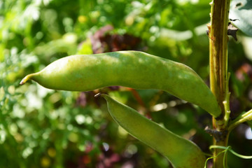 Bob, bean, legume, podgreen, plant, food, vegetable, leaf, tree, fresh, pea, leaves, nature, isolated, garden, white, pod, healthy, organic, bean, agriculture, ripe, vegetarian, fruit, macro, seed