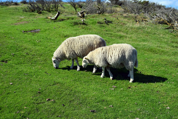 Fototapeta premium A herd of sheep graze on the green slope of the hill. Sheep breeding in Norway.