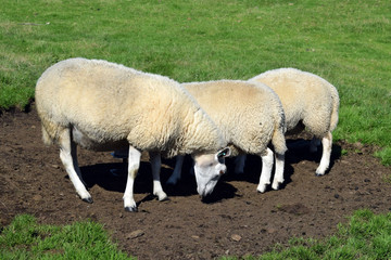 A herd of sheep graze on the green slope of the hill. Sheep breeding in Norway.