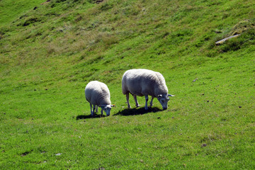 White sheep and lamb graze on the green slope of the hill. Sheep breeding in Norway.
