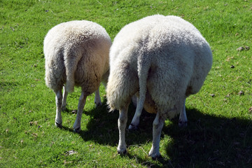 Fototapeta premium White sheep graze on the green slope of the hill. Back view. Tails of sheep. Sheep breeding in Norway.