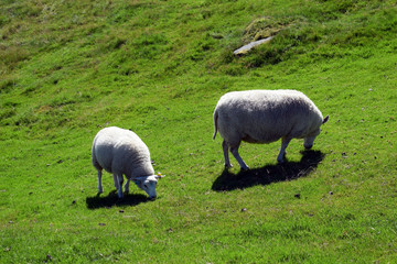 White sheep and lamb graze on the green slope of the hill. Sheep breeding in Norway.