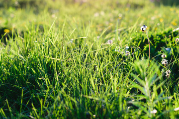 green grass with small flowers in the sunset