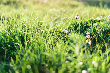 green grass with small flowers in the sunset