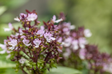 Natural purple flowers, a background 