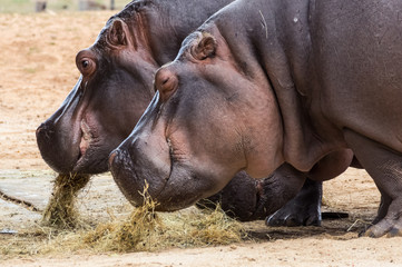 Common hippopotamus, hippopotamus amphibius, or hippo is common to Africa.