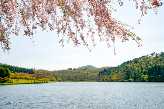 志高湖のサクラ