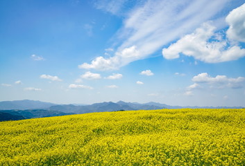 Fototapeta premium 菜の花 亀石峠