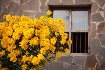 Fototapeta na wymiar Beautiful yellow flowers on the window background