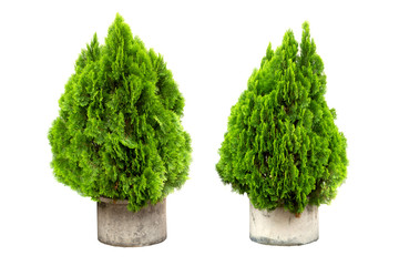 Thuja Biota orientalis or Pine trees in a pot isolated on white background. Beautiful green...