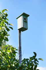 birdhouse, nesting box, starling, starling house, bird, house, birdhouse, nest, wood, wooden, home, box, birds, nature, sky, tree, garden, blue, bird house, green, spring, animal, white, summer