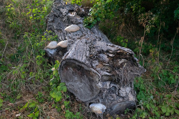 old tree trunk covered with mushrooms
