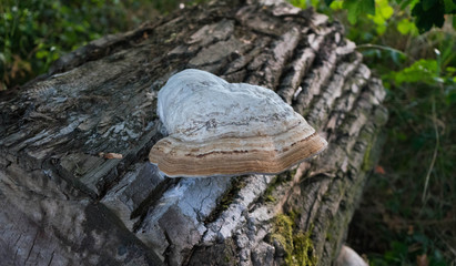 Obraz premium old tree trunk covered with mushrooms