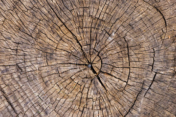 Close up of cut wooden stump with cracks and annual rings as pattern. Abstract natural texture background