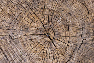 Close up of cut wooden stump with cracks and annual rings as pattern. Abstract natural texture...