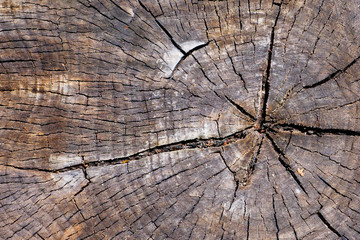Close up of aged cut wooden stump with cracks and annual rings as pattern. Abstract natural texture background