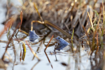 Moorfrosch im Niedermoor