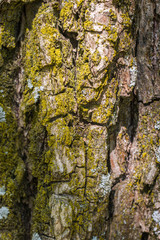 Close up of coarse rough tree bark covered with yellow moss. Abstract natural texture background