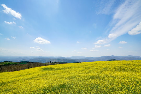 菜の花　亀石峠