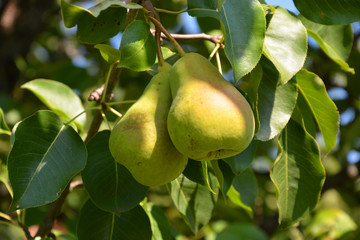 pear, kitchen-garden, garden, gardening, backyard, apple, tree, fruit, green, apples, food, branch, garden, nature, agriculture, healthy, orchard, leaf, summer, leaves, fresh, ripe, crop, plant